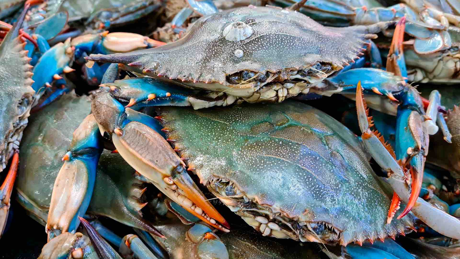 Italy pledges millions in defiant stand against blue crab invasion