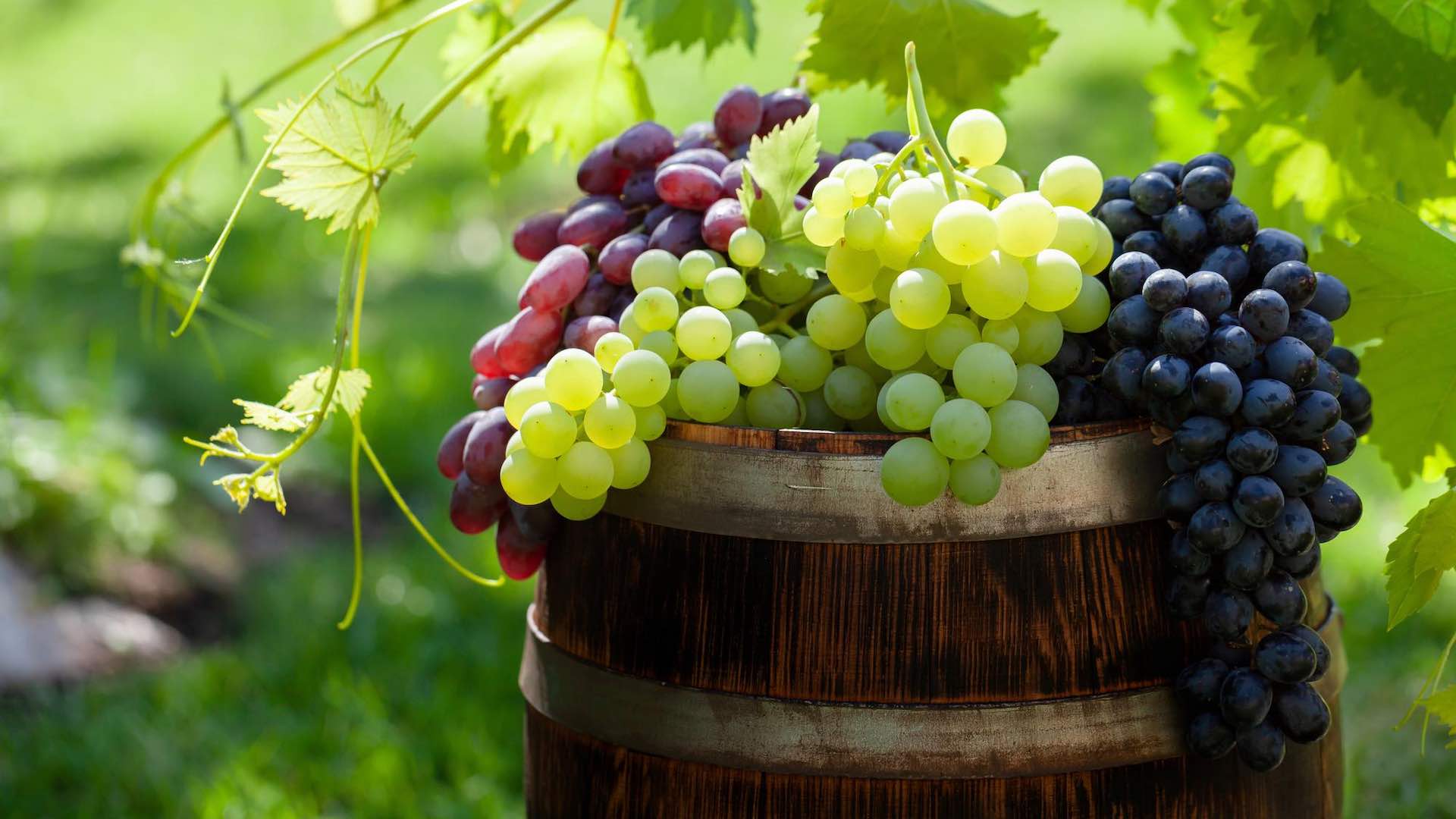 Grapes enhance eye health, surpassing their known antioxidant benefits